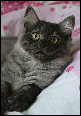 Bild "Katzen:momo1.jpg"