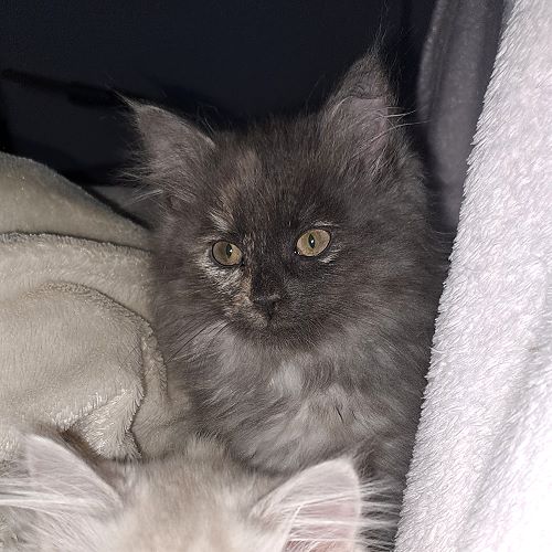 Bild "Kitten:140225.jpg"