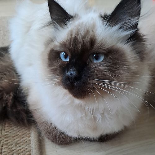 Bild "Kitten:qiyana1.jpg"